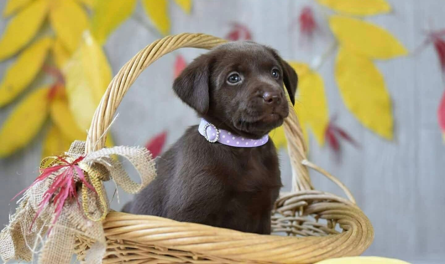 Ribbon Whelping Collar