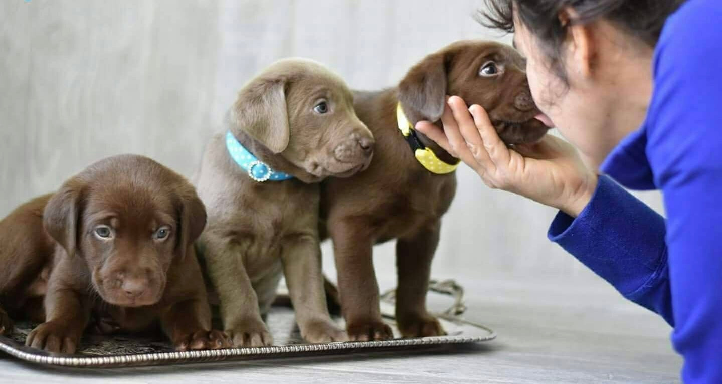 Ribbon Whelping Collar